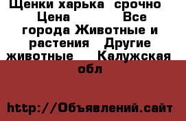 Щенки харька! срочно. › Цена ­ 5 000 - Все города Животные и растения » Другие животные   . Калужская обл.